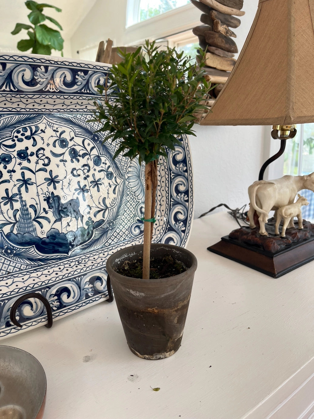 Topiary: Live Myrtle