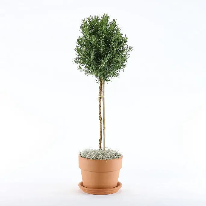 Topiary: Rosemary