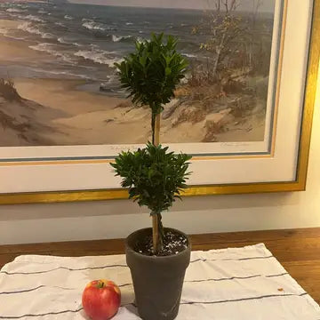 Topiary: Double Euonymus Topiary