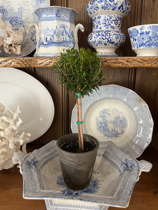 Topiary: Live Myrtle