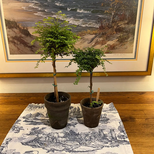 Topiary: Boxwood Honeysuckle Topiary